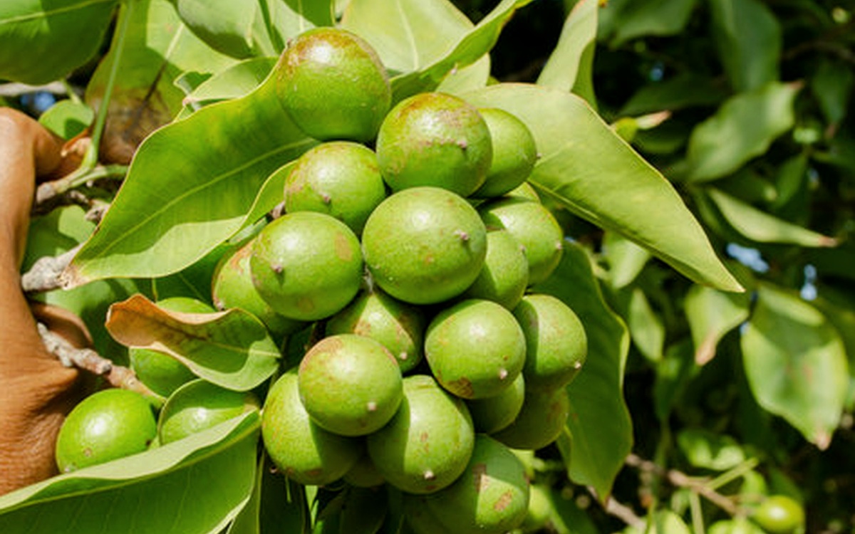 Meru Nuts